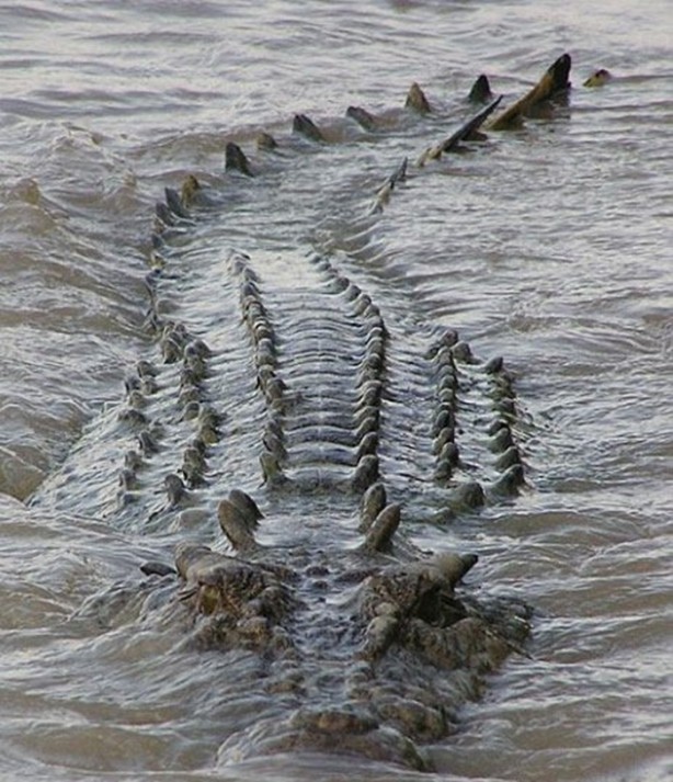 Foto - Hayvanlar dünyasından vahşi görüntüler!