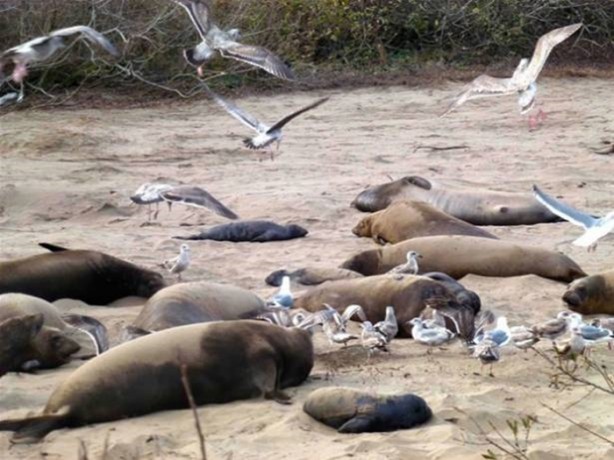 Foto - Hayvanlar dünyasından vahşi görüntüler!