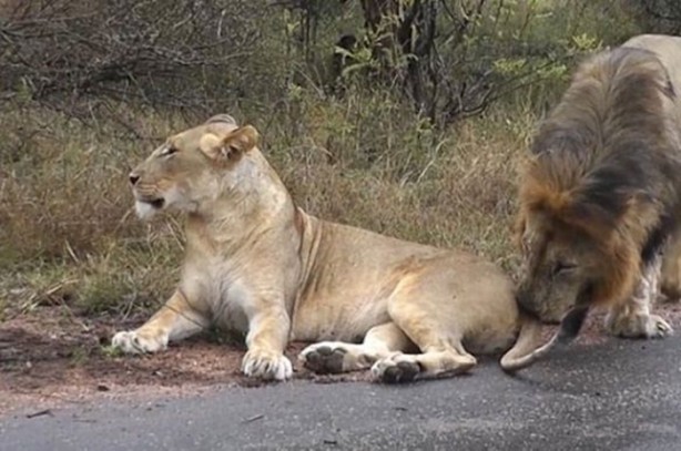 Foto - Hayvanlar dünyasından vahşi görüntüler!