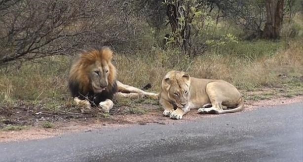 Foto - Hayvanlar dünyasından vahşi görüntüler!