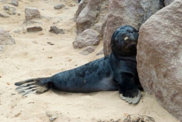 Foto - Hayvanlar dünyasından vahşi görüntüler!
