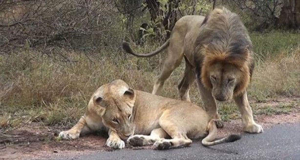 Foto - Hayvanlar dünyasından vahşi görüntüler!