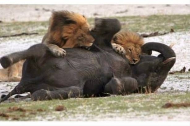 Foto - Hayvanlar dünyasından vahşi görüntüler!