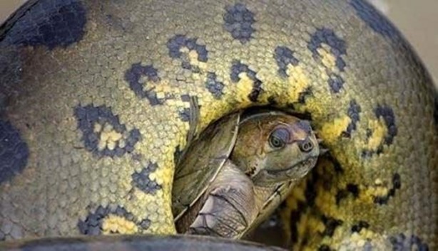 Foto - Hayvanlar dünyasından vahşi görüntüler!