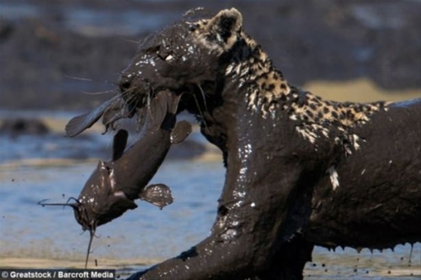 Foto - Hayvanlar dünyasından vahşi görüntüler!