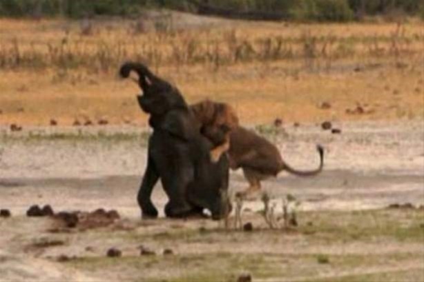 Foto - Hayvanlar dünyasından vahşi görüntüler!