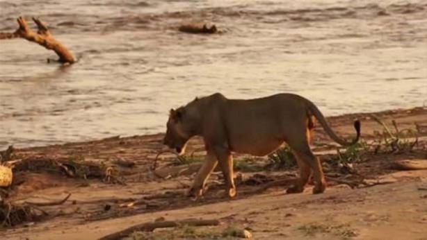Foto - Hayvanlar dünyasından vahşi görüntüler!
