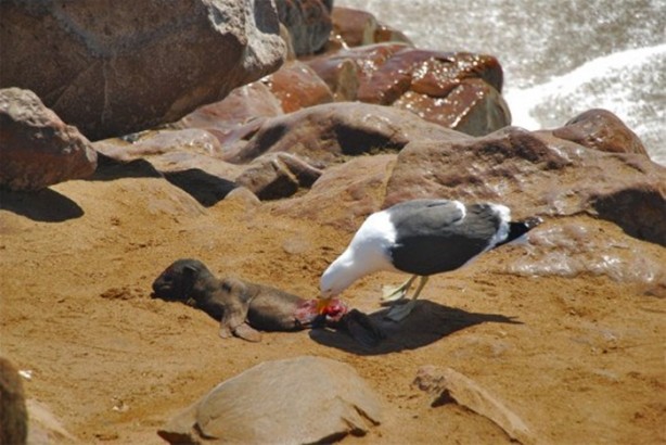 Foto - Hayvanlar dünyasından vahşi görüntüler!