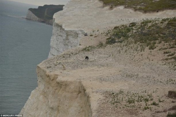 Foto - Hayvanlar dünyasından vahşi görüntüler!