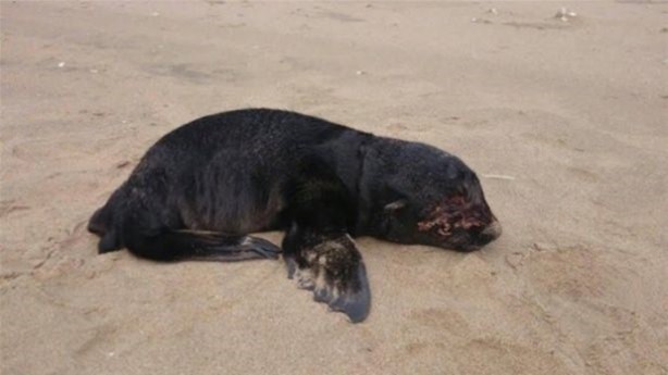 Foto - Hayvanlar dünyasından vahşi görüntüler!