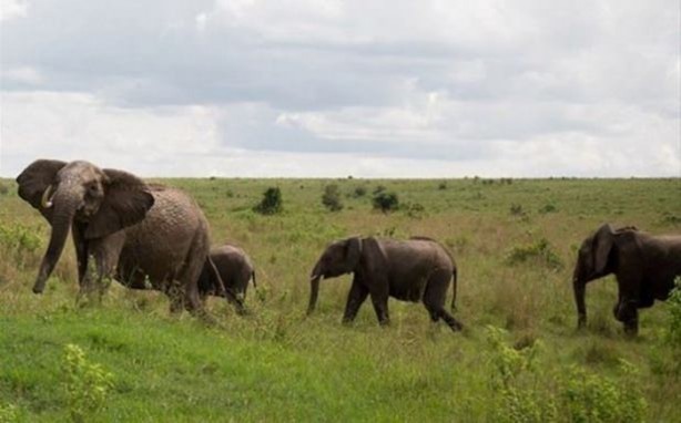 Foto - Hayvanlar dünyasından vahşi görüntüler!