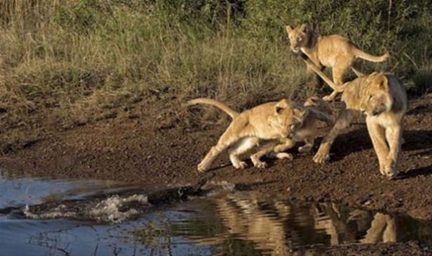 Foto - Hayvanlar dünyasından vahşi görüntüler!