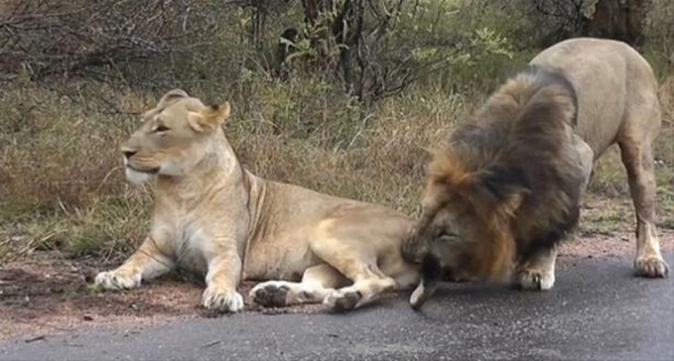 Foto - Hayvanlar dünyasından vahşi görüntüler!
