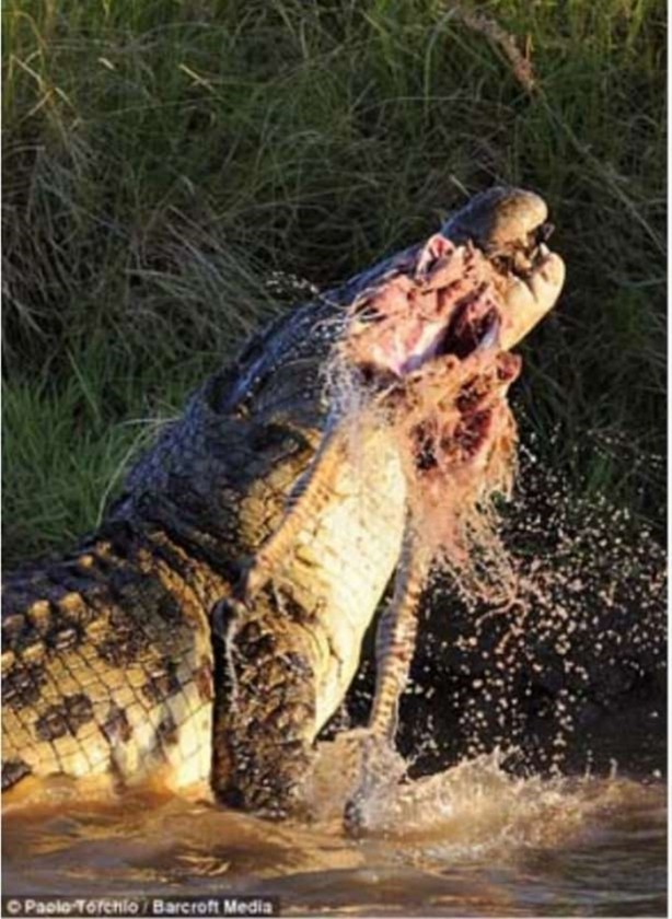 Foto - Hayvanlar dünyasından vahşi görüntüler!