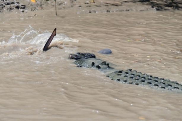 Foto - Hayvanlar dünyasından vahşi görüntüler!