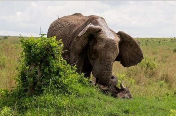 Foto - Hayvanlar dünyasından vahşi görüntüler!