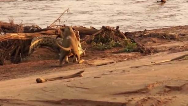 Foto - Hayvanlar dünyasından vahşi görüntüler!