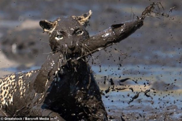 Foto - Hayvanlar dünyasından vahşi görüntüler!