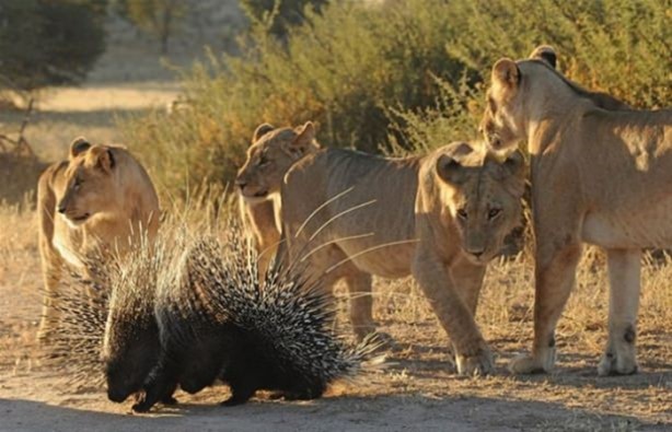 Foto - Hayvanlar dünyasından vahşi görüntüler!