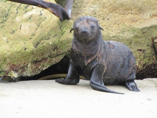 Foto - Hayvanlar dünyasından vahşi görüntüler!