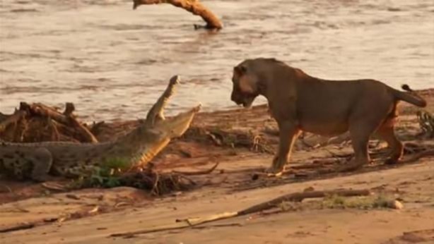 Foto - Hayvanlar dünyasından vahşi görüntüler!
