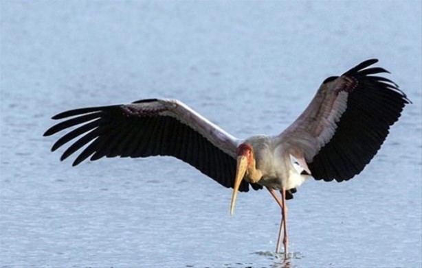Foto - Hayvanlar dünyasından vahşi görüntüler!