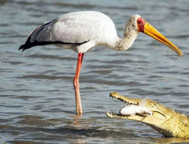 Foto - Hayvanlar dünyasından vahşi görüntüler!