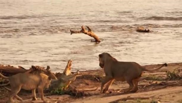 Foto - Hayvanlar dünyasından vahşi görüntüler!