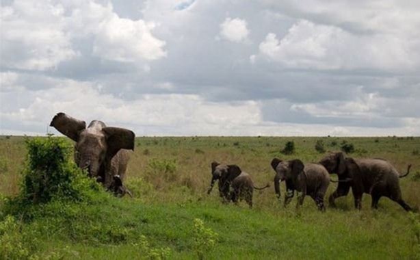 Foto - Hayvanlar dünyasından vahşi görüntüler!