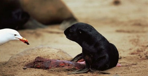 Foto - Hayvanlar dünyasından vahşi görüntüler!