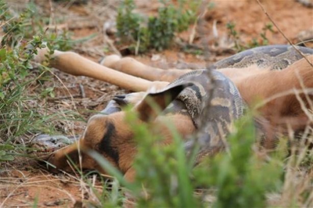Foto - Hayvanlar dünyasından vahşi görüntüler!