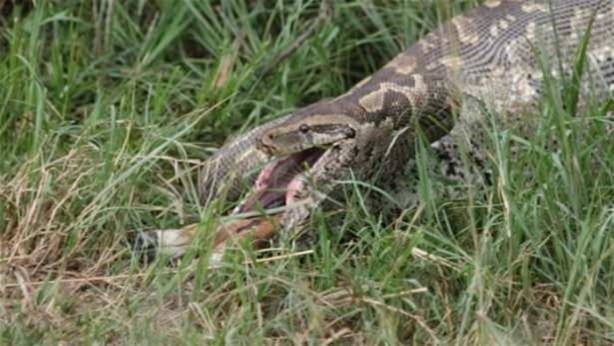Foto - Hayvanlar dünyasından vahşi görüntüler!