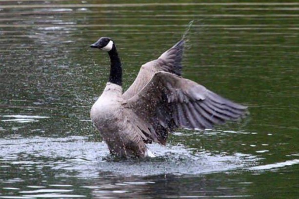 Foto - Hayvanlar dünyasından vahşi görüntüler!
