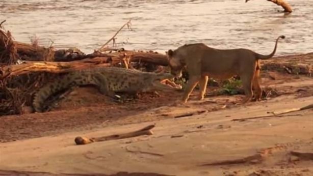 Foto - Hayvanlar dünyasından vahşi görüntüler!