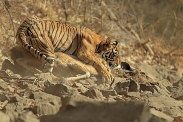 Foto - Hayvanlar dünyasından vahşi görüntüler!