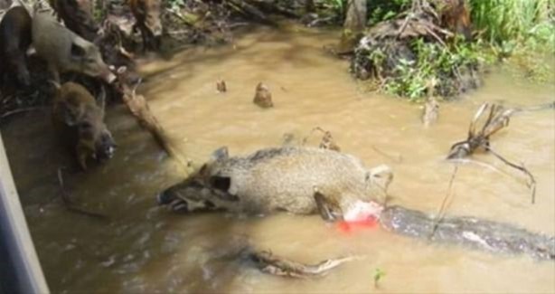 Foto - Hayvanlar dünyasından vahşi görüntüler!