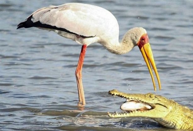 Foto - Hayvanlar dünyasından vahşi görüntüler!