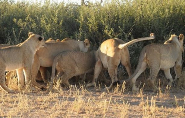 Foto - Hayvanlar dünyasından vahşi görüntüler!