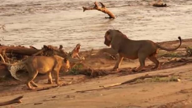 Foto - Hayvanlar dünyasından vahşi görüntüler!