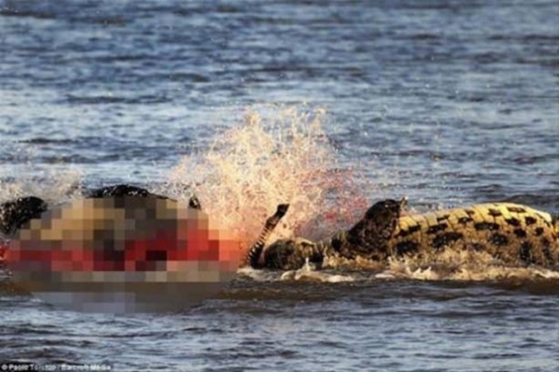 Foto - Hayvanlar dünyasından vahşi görüntüler!