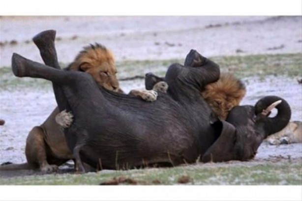 Foto - Hayvanlar dünyasından vahşi görüntüler!