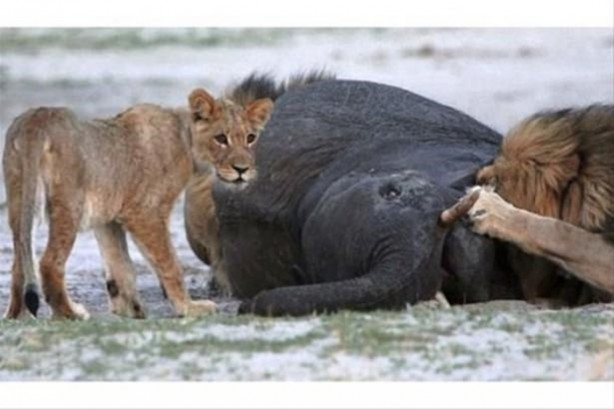Foto - Hayvanlar dünyasından vahşi görüntüler!