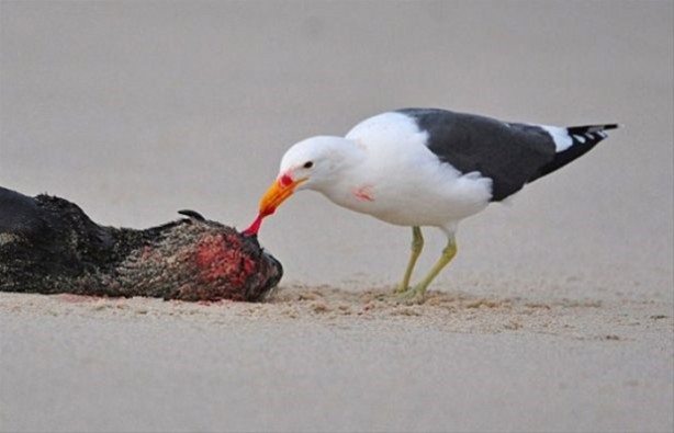 Foto - Hayvanlar dünyasından vahşi görüntüler!