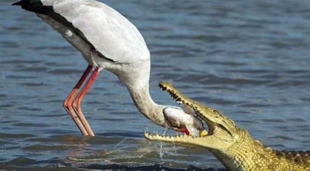 Foto - Hayvanlar dünyasından vahşi görüntüler!