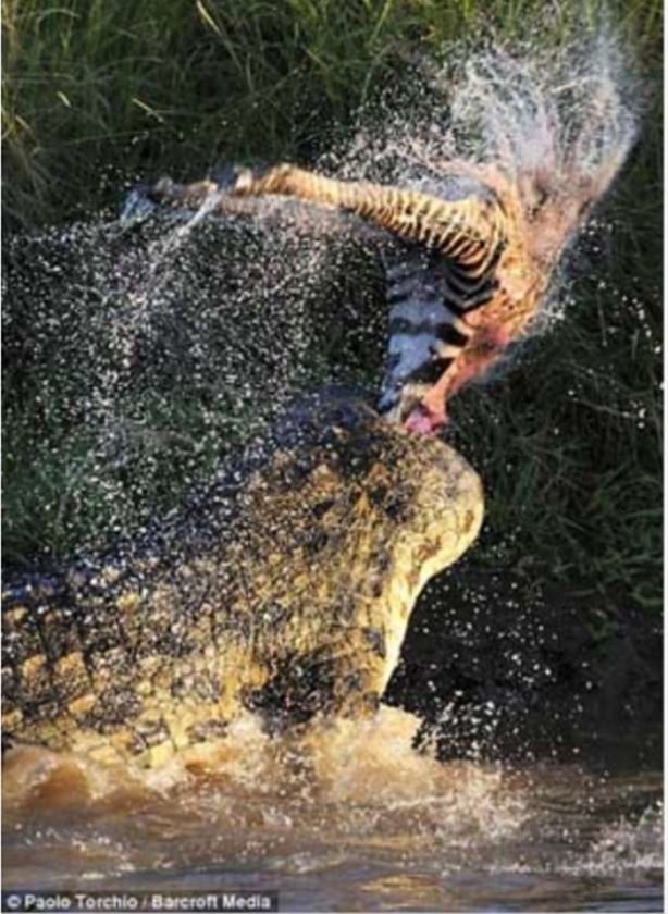 Foto - Hayvanlar dünyasından vahşi görüntüler!