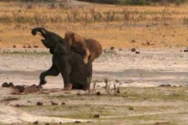 Foto - Hayvanlar dünyasından vahşi görüntüler!