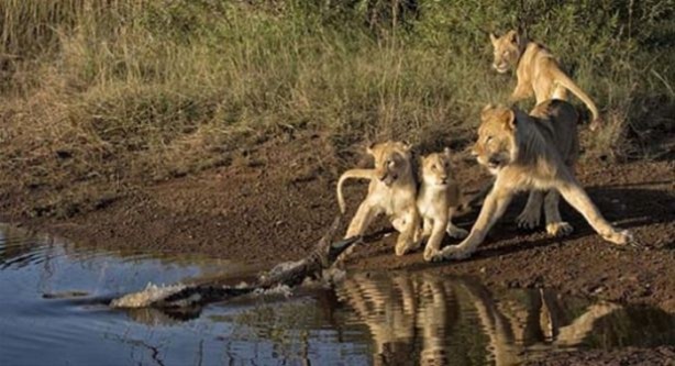 Foto - Hayvanlar dünyasından vahşi görüntüler!