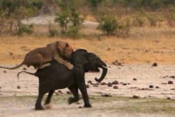 Foto - Hayvanlar dünyasından vahşi görüntüler!