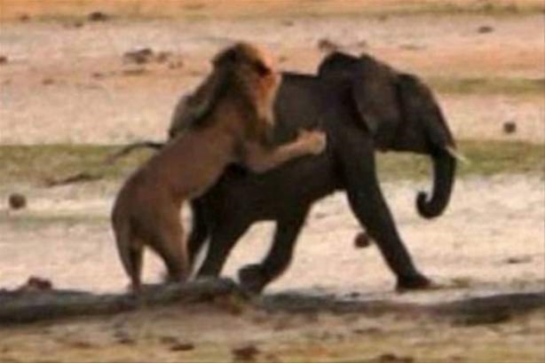 Foto - Hayvanlar dünyasından vahşi görüntüler!