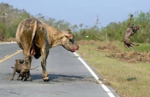 Foto - Hayvanlar dünyasından vahşi görüntüler!